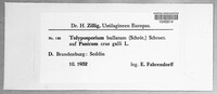 Tolyposporium bullatum image